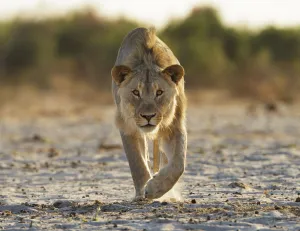 Juvenile Prints: African lion (Panthera leo) young male stalking towards camera, Etosha National Park