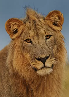 African Lion (Panthera leo) young male at sunrise, Etosha National Park, Namibia