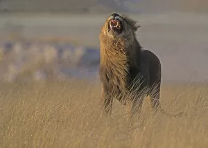 African lion (Panthero leo) male giving flehmen grimace, Tanzania, East Africa