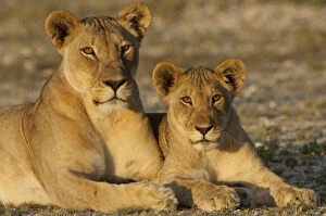 African Lion Collection: African lioness (Panthera leo) and cub, Etosha National Park, Namibia. January