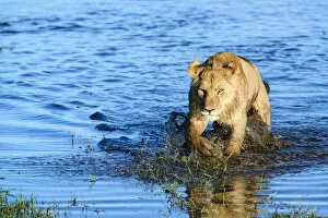 Images Dated 5th July 2017: African lioness (Panthera leo) walking through water. Duba Plains concession, Okavango delta