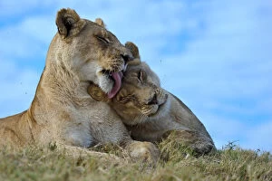 African lions (Panthera leo) one lioness licking another, Okavango Delta, Botswana