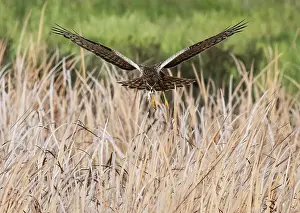 Accipitriformes Prints: African marsh harrier (Circus ranivorus) male