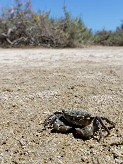 Sub Tropical Prints: African matchbox crab (Pachygrapsus transversus) walking over intertidal mudflats