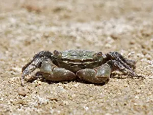 Happiness Prints: African matchbox crab (Pachygrapsus transversus) walking on intertidal mudflats
