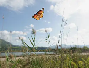 Papilionoidea Prints: African monarch butterfly (Danaus chrysippus) in flight over grassland