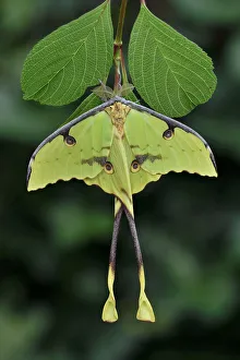 2018 March Highlights Collection: African moon moth (Argema mimosae) Western Serengeti, Tanzania Africa
