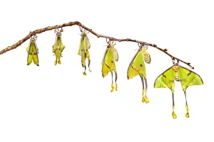 Digital Composite Prints: African moon moth (Argema mimosae) digital composite sequence, showing wings expanding