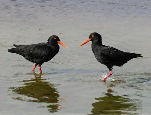 Face To Face Prints: African oystercatchers (Haematopus moquini) pair standing in shallow water at the tideline
