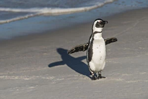 Penguins Collection: African penguin (Spheniscus demersus) returning to colony. Near Simons Town in False Bay