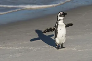 African penguin (Spheniscus demersus) returning to colony. Near Simons Town in False Bay
