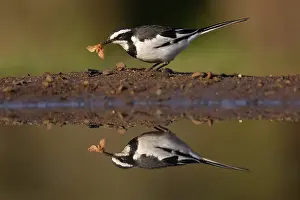 Motacilla Prints: African pied wagtail (Motacilla aguimp) perched at water's edge with insect prey in beak