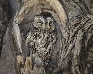 African scops owl (Otus senegalensis) resting in tree hole, Etosha National Park, Namibia