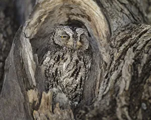Hidden In Nature Prints: African scops owl (Otus senegalensis) resting in tree hole, Etosha National Park, Namibia