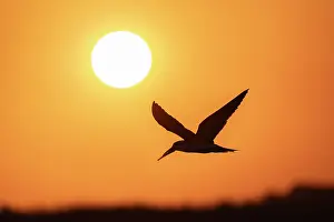 Silhouetted Prints: African skimmer (Rynchops flavirostris) in flight
