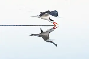 Scissorbill Prints: African skimmer (Rynchops flavirostris) in flight above water's surface and skimming beak