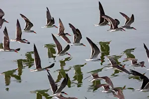 Scissorbill Prints: African skimmer (Rynchops flavirostris) flock in flight