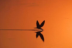 African skimmer skimming at sunset {Rynchops flavirostris} Chobe NP, Botswana