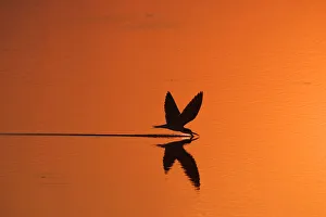 Orange Prints: African skimmer skimming at sunset {Rynchops flavirostris} Chobe NP, Botswana