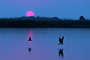 Silhouetted Prints: Two African skimmers (Rynchops flavirostris) flying over water