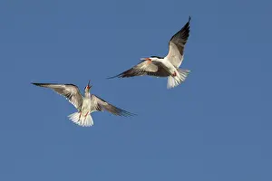 Scissorbill Prints: African skimmers (Rynchops flavirostris) pair