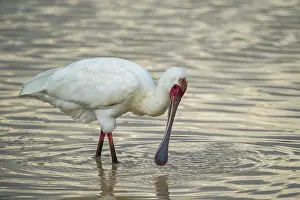 Threskiornithidae Prints: African spoonbill (Platalea alba) feeding in shallow water