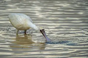 Threskiornithidae Prints: African spoonbill (Platalea alba) feeding in shallow water