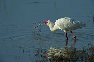 Threskiornithidae Prints: African spoonbill (Platalea alba) feeding in shallow water