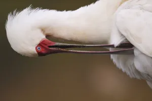 African Spoonbill (Platalea alba) preening, Zimanga Private Nature Reserve, KwaZulu Natal African Spoonbill (Platalea alba) preening, Zimanga Private Nature Reserve, KwaZulu Natal