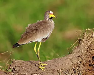 Crested Plover Prints: African wattled lapwing (Vanellus senegallus) portrait, Masai Mara National Reserve, Kenya