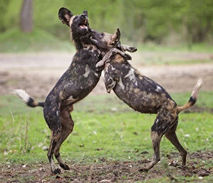African Wild Dog Gallery: African wild dog (Lycaon pictus), male and female play fighting. Mana Pools National Park, Zimbabwe