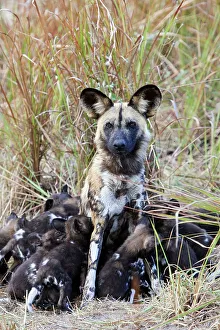 Looking Prints: African wild dog (Lycaon pictus) alpha female suckling her 12 pups