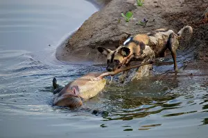Aepyceros Prints: African wild dog (Lycaon pictus) dragging a dead Impala (Aepyceros melampus)