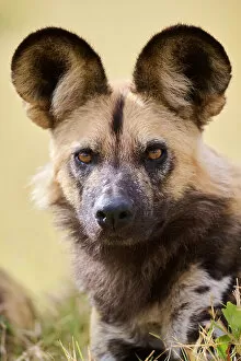 Animal Ears Gallery: African wild dog (Lycaon pictus) head portrait, Okavango Delta, Northern Botswana, Africa