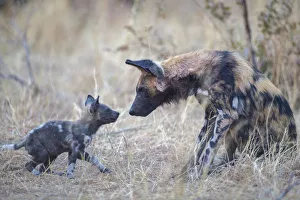Catalogue9 Prints: African wild dog (Lycaon pictus) interacting with pup age two months, Okavango Delta
