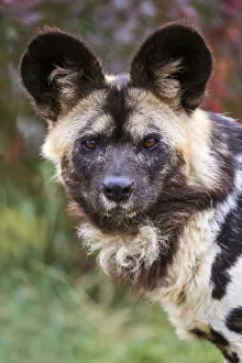 African wild dog (Lycaon pictus) male, portrait. Beauval Zoo Parc, France. Captive