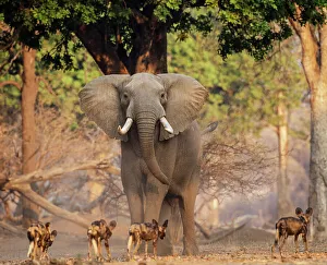 African Wild Dog (Lycaon pictus) pack passing infront of large African elephant (Loxodonta africana) Mana Pools National Park, Zimbabwe October 2012