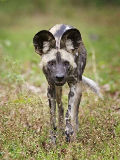 Animal Ears Gallery: African wild dog (Lycaon pictus) portrait, Mana Pools National Park, Zimbabwe
