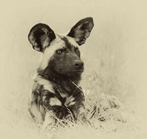 African wild dog (Lycaon pictus) portrait