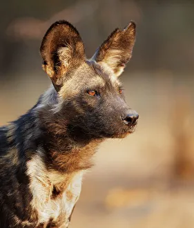 Cape Hunting Dog Prints: African wild dog (Lycaon pictus) portrait. Mana Pools National Park, Zimbabwe. September