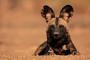 Animal Ears Prints: African wild dog (Lycaon pictus) resting, portrait, Mana Pools National Park, Zimbabwe