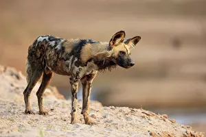 African wild dog (Lycaon pictus) standing on banks of the Luangwa River, South Luangwa National Park, Zambia