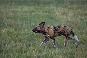 Mottled Patterns Prints: African wild dog (Lycaon pictus) walking in grassland