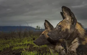 African Wild dogs or Cape hunting dogs (Lycaon pictus) at close range taken from ground level