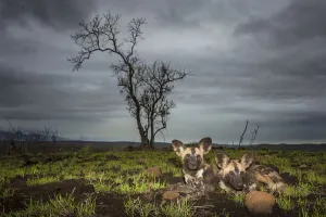 African Wild dogs or Cape hunting dogs (Lycaon pictus) at close range taken from ground level