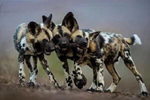 Carnivora Gallery: African wild dogs (Lycaon pictus) juveniles playing with the leg of an impala, trying