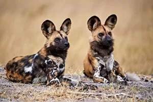 Southern Africa Gallery: Two African wild dogs (Lycaon pictus) lying down, alert, Okavango Delta, Northern Botswana, Africa