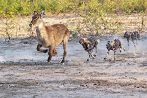 Running Prints: African wild dogs (Lycaon pictus) pack chasing female Waterbuck (Kobus ellipsiprymnus)