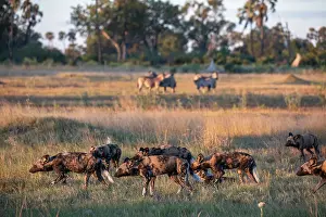 Okavango Delta Prints: African wild dogs (Lycaon pictus) pack hunting in grassland