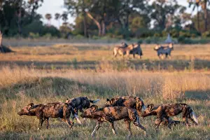 Okavango Delta Prints: African wild dogs (Lycaon pictus) pack hunting in grassland